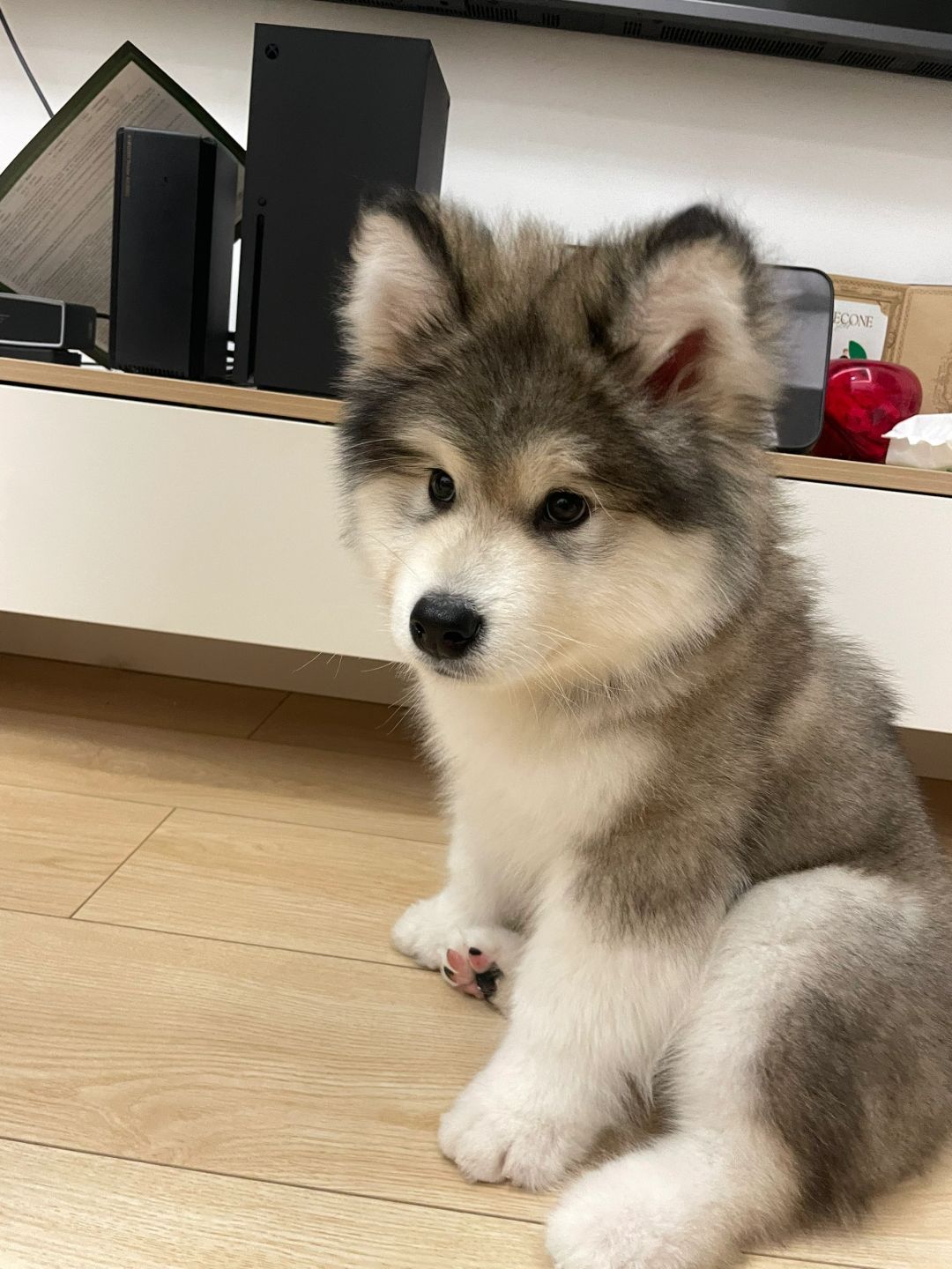 还在赏味期的阿拉斯加宝宝 ​​​