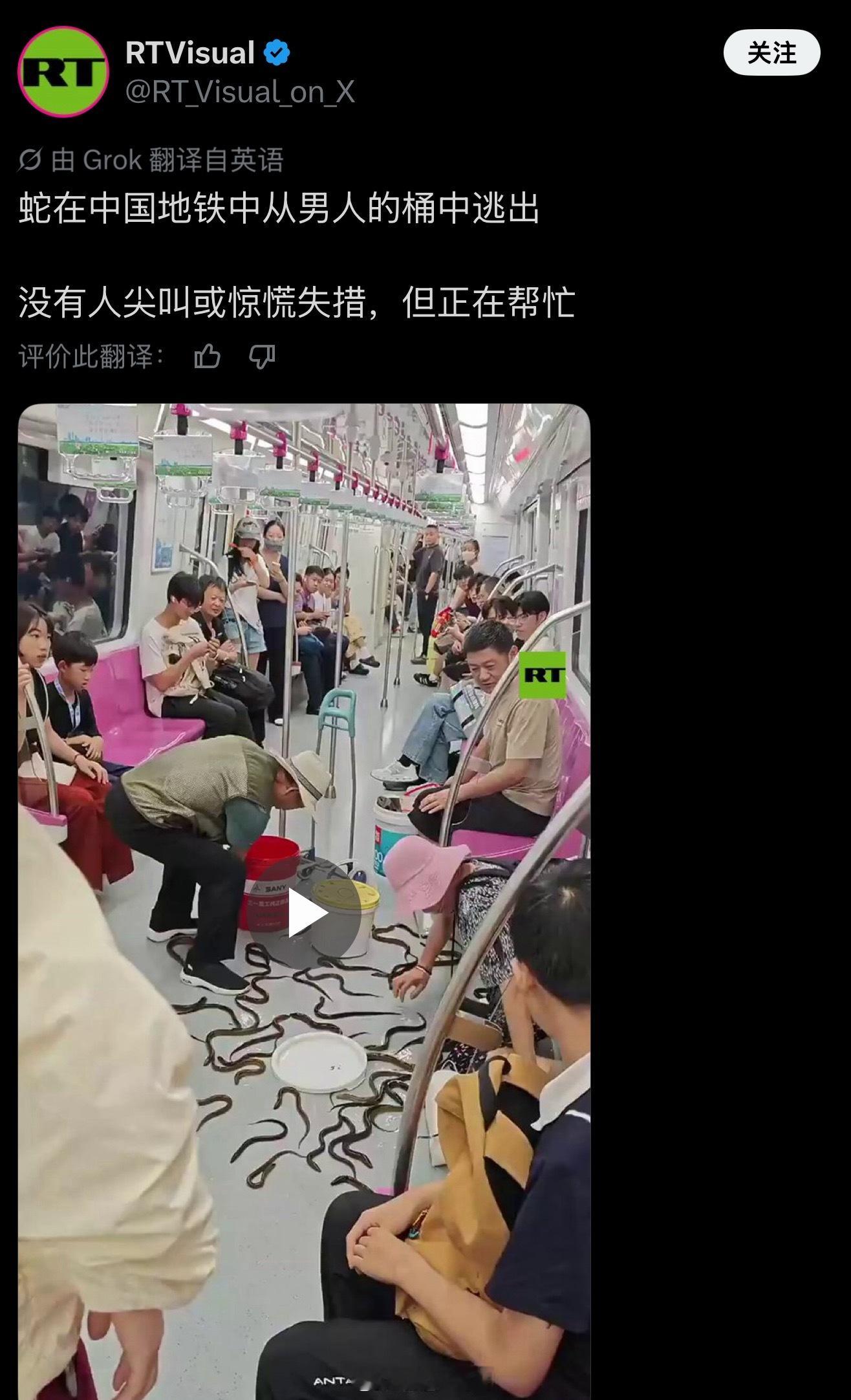 外国是不是没有黄鳝这要是蛇，肯定得跑吧 