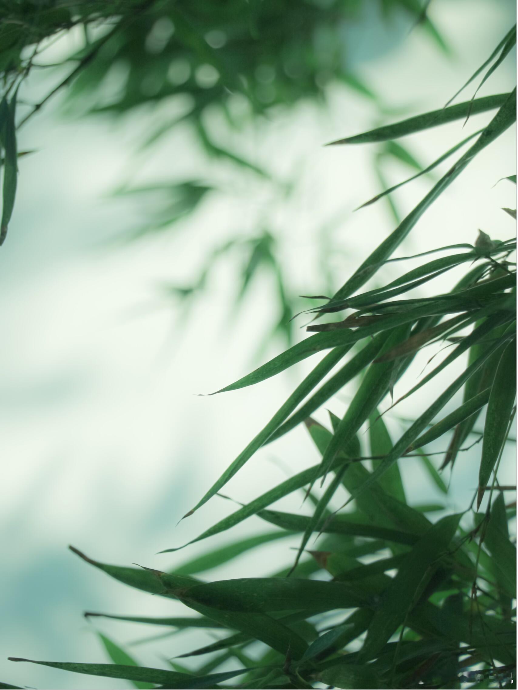 竹影摇风，清欢自渡，叶漏天光，筛下满庭清寂，风穿竹隙，载来半盏闲凉。承包笑点碎碎