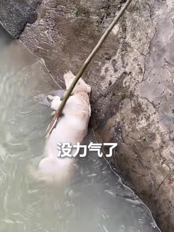 “太有智慧了!”广西全州，一路过大哥在路上听见动静，发现是一只狗狗不小心掉进了水