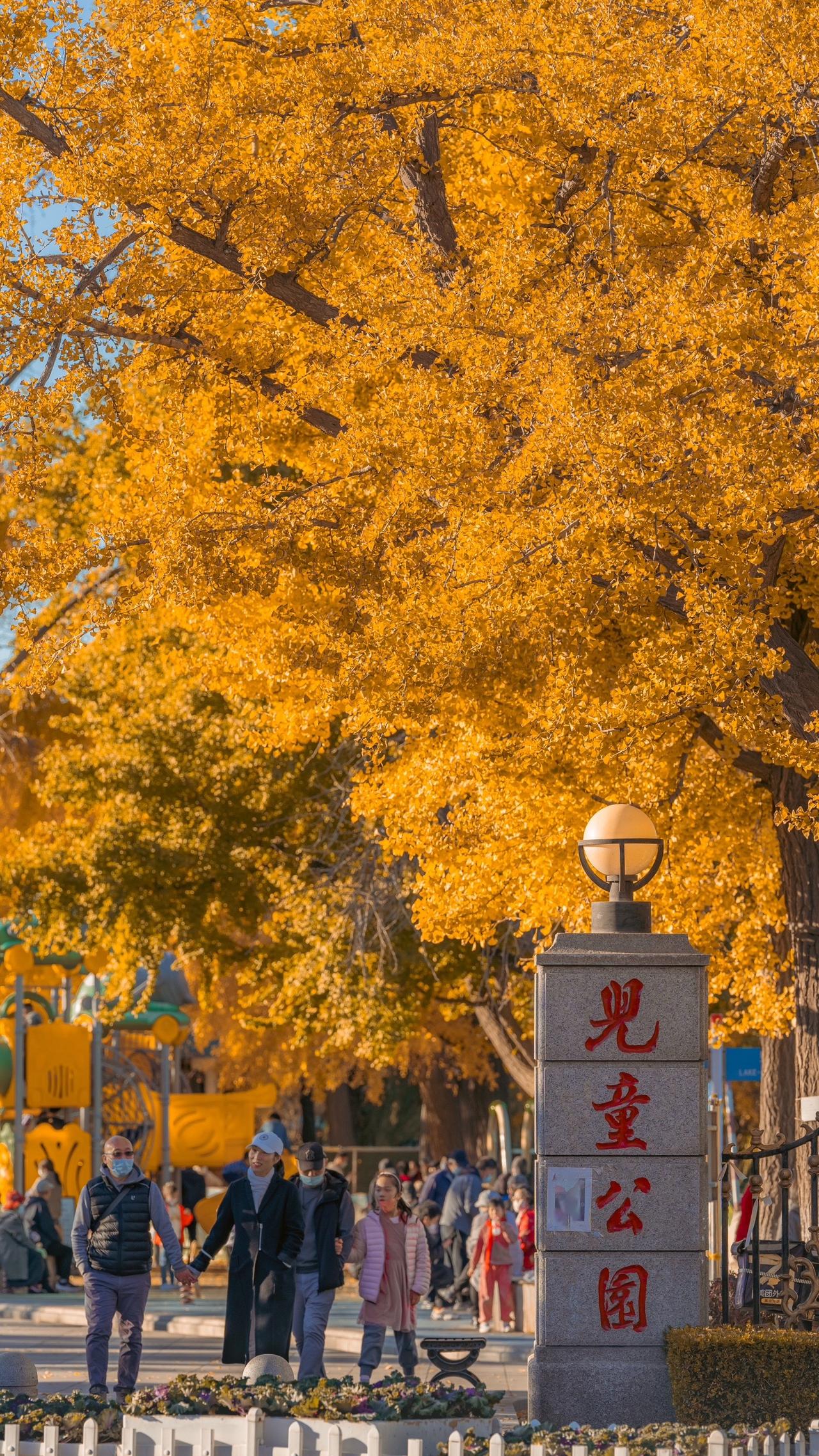 大连的秋天，该黄的都黄了🍂 #大连 #赴一场银杏叶的黄金盛宴