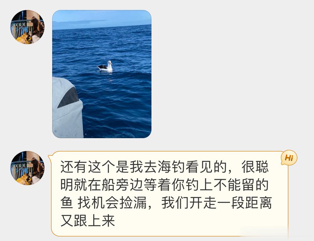 #鸟粉投稿# 坐标：澳大利亚🇦🇺伺机捡漏的【黑眉信天翁】就等着别人扔不要的小