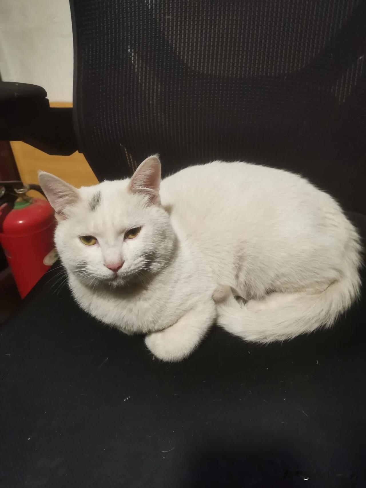 猫咪