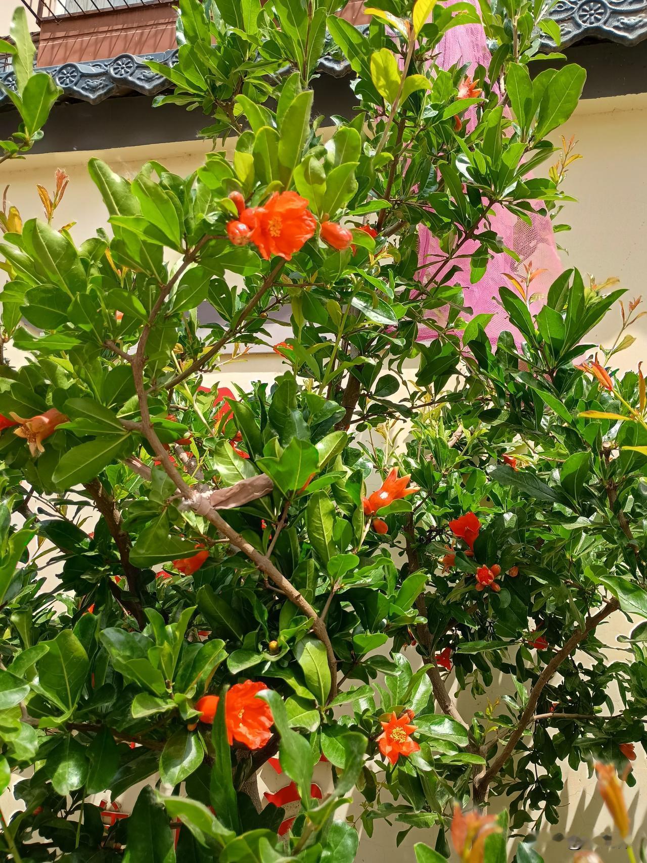 榴花红似火
杏梅绿如玉
用一张照片看看你家的月季花 
这是别人家门口的月季花，借