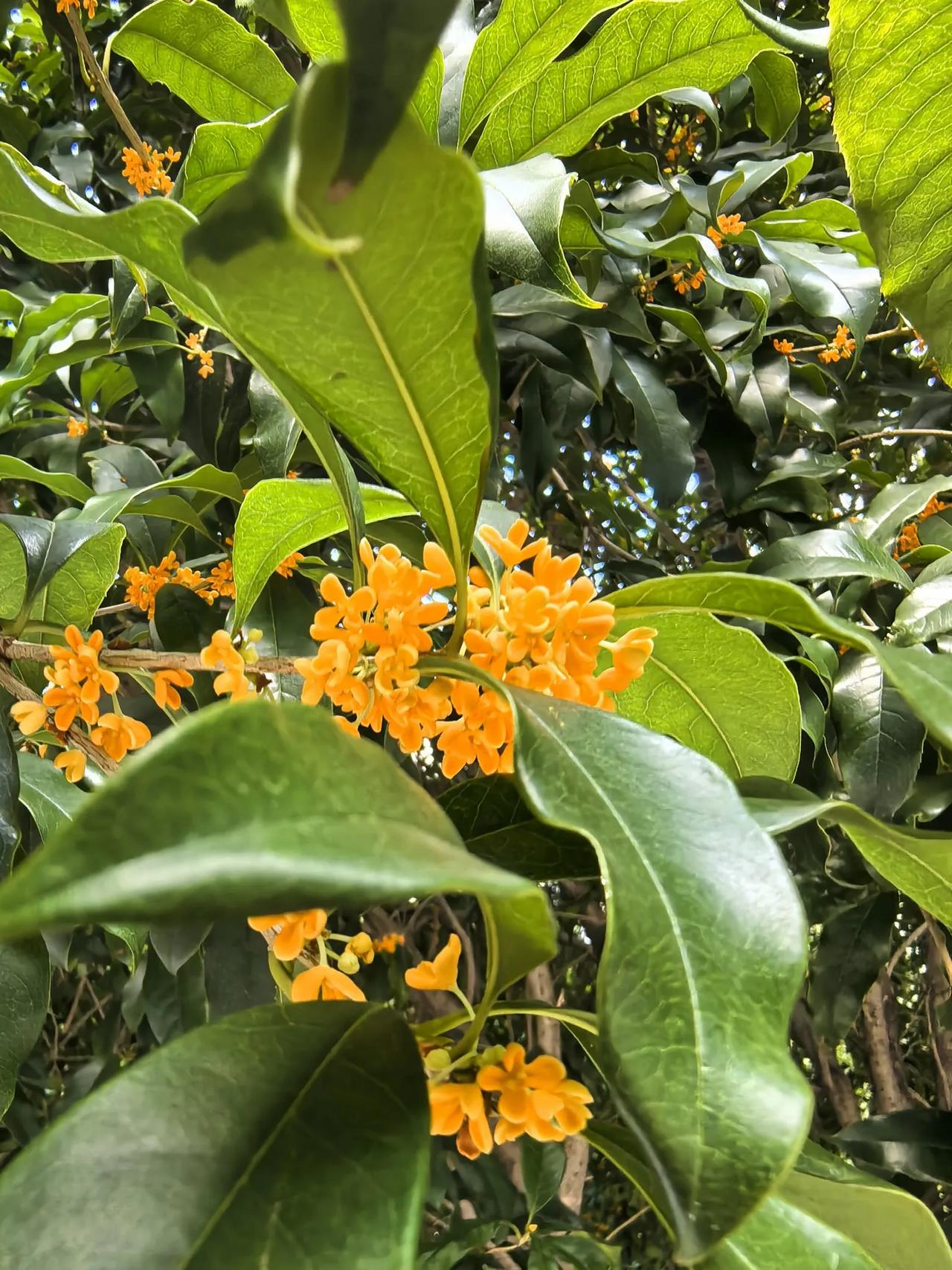今天的桂花，比昨天更棒！