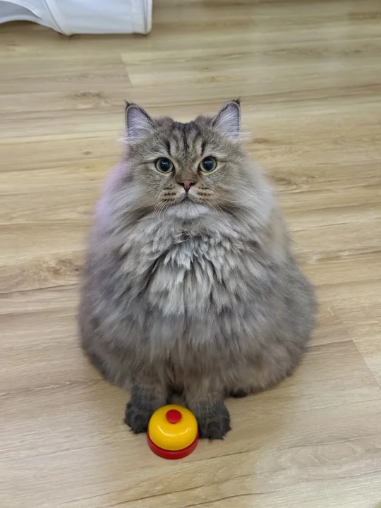 急！！婚礼征集西伯利亚森林猫的正脸照！