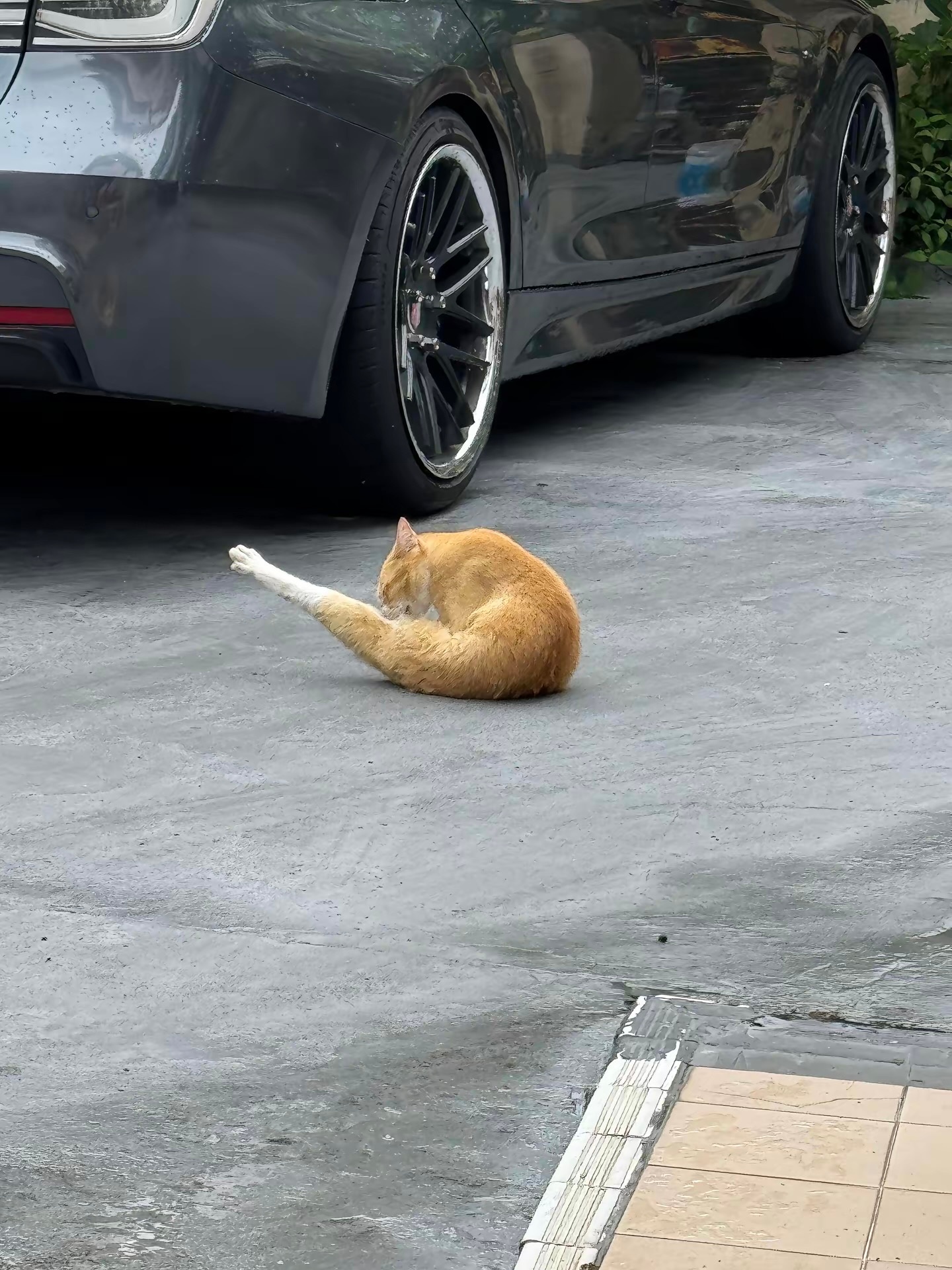 猫咪正在啃大鸡腿🍗 