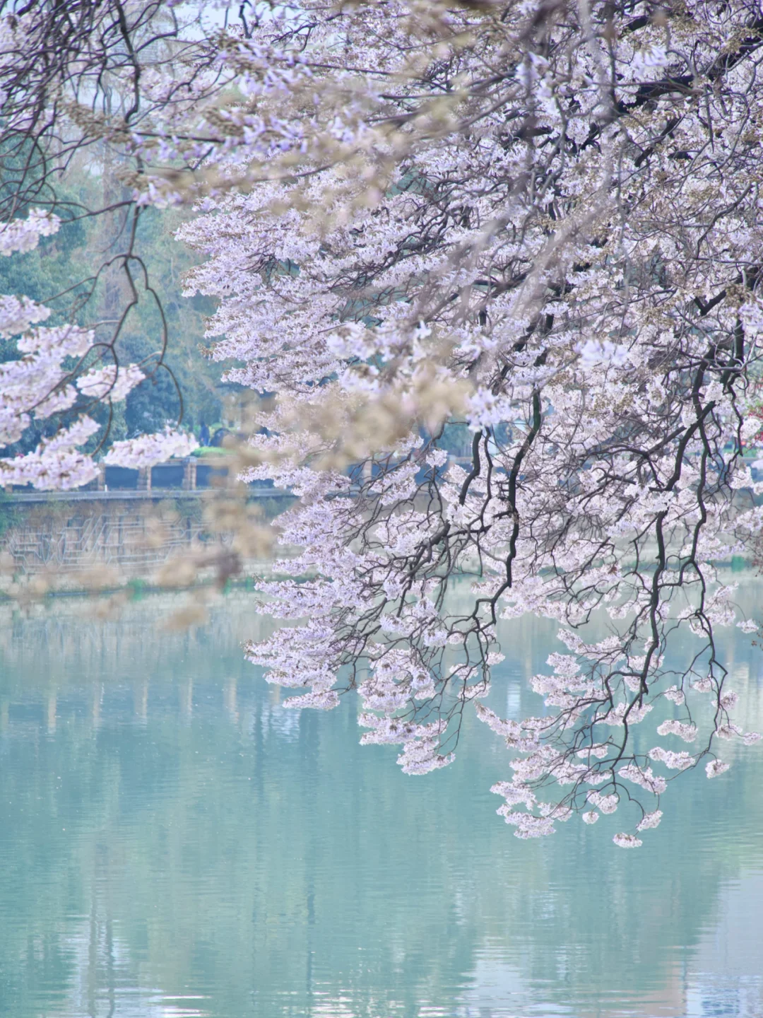 成都一年只有一次的泡桐树花瀑布来了‼️