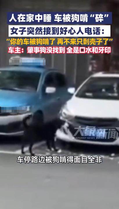 “离了个大谱！”10月2日，湖南吉首，一女子的车辆被狗啃“碎”，车前脸已经面目全