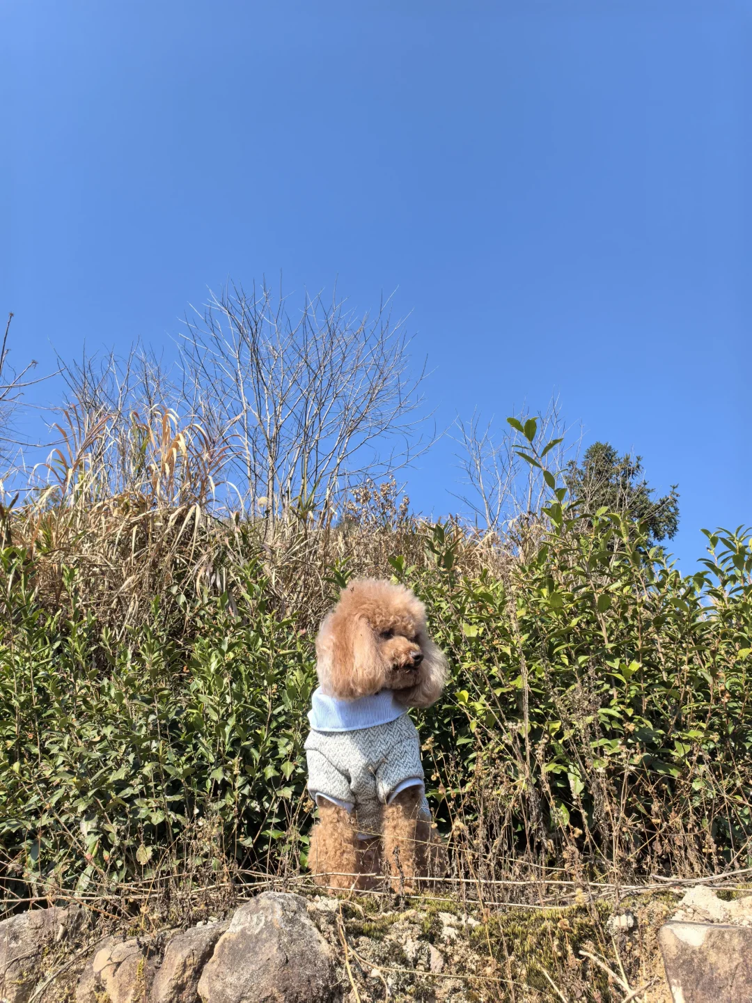 🐶:不想我妈开工上班😭