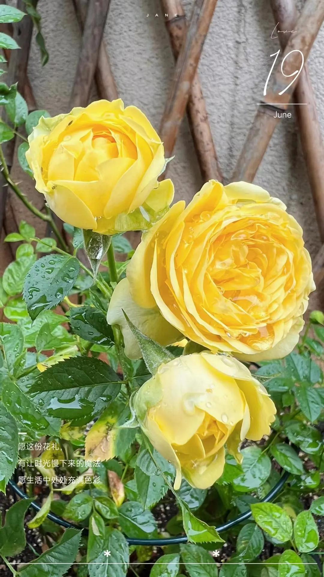 又是美好的一天#花的系列# #花🌺🍀#