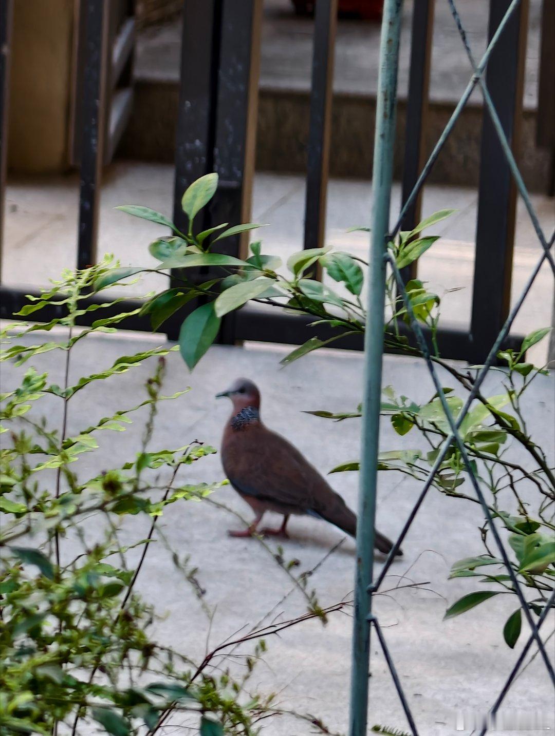 跑进来一只好大的🐤，这是啥鸟？🐤 