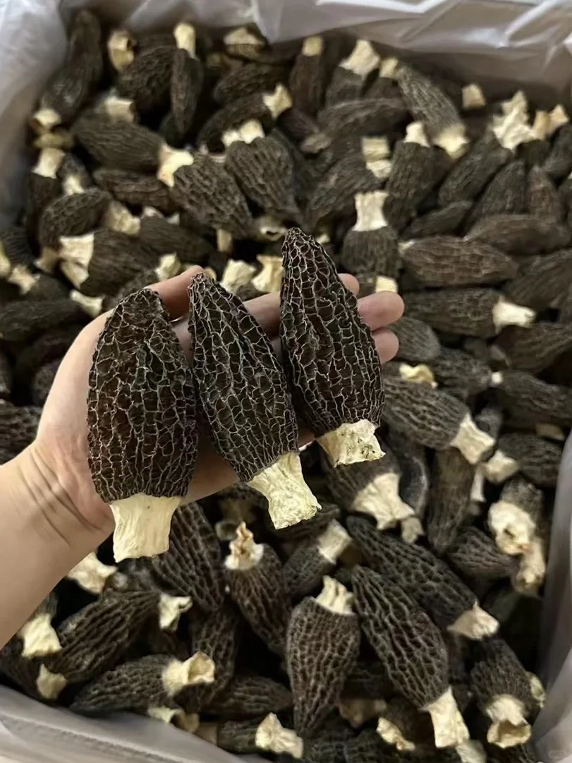 🔥孩子长个离不开高营养的羊肚菌✨