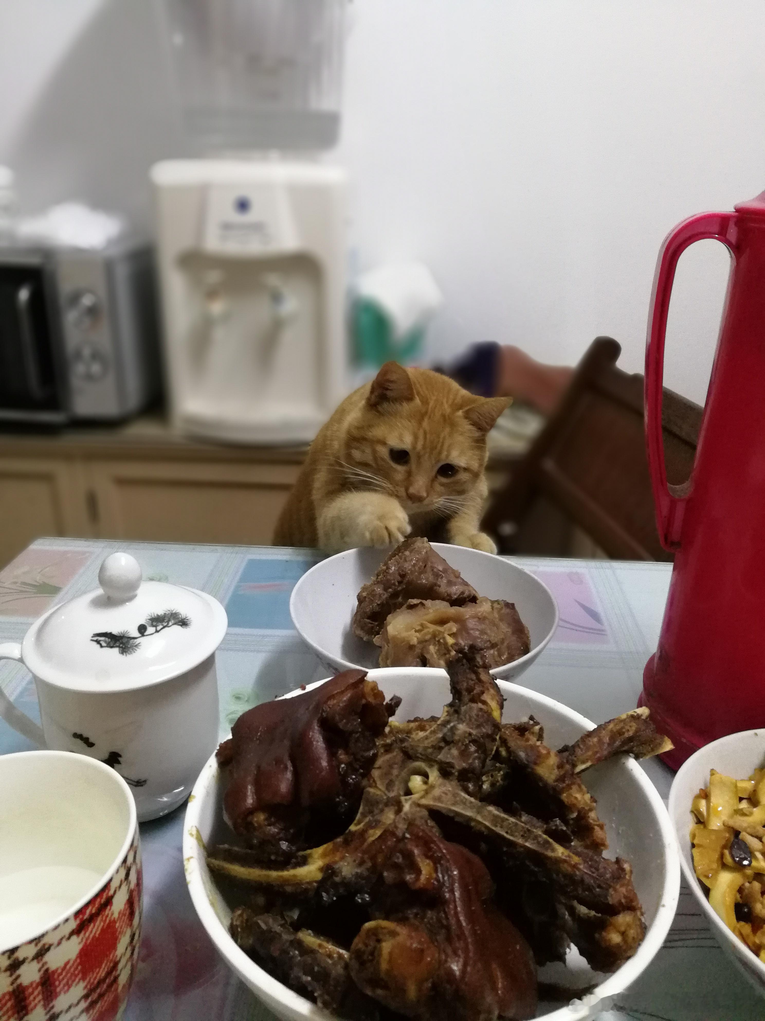 橘猫 【加菲回忆·想偷吃牛肉】今天是中秋节，也是加菲来家的日子，本来我是要去我爸