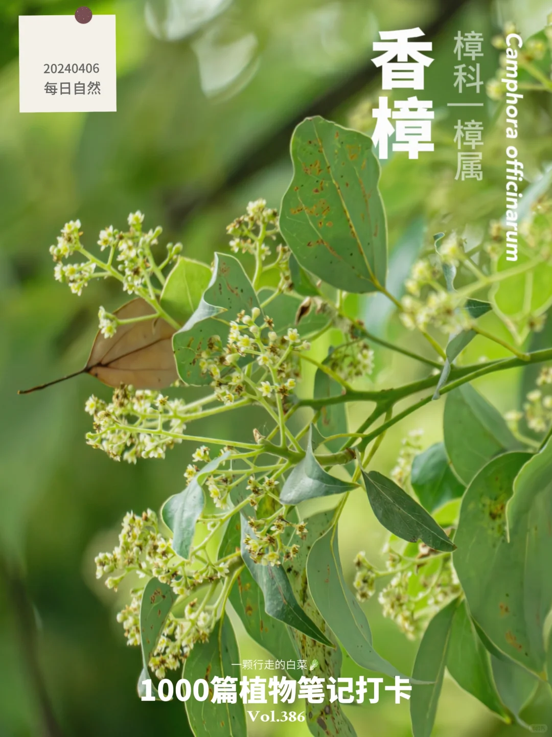 植物笔记386 | 你闻过香樟花的香味吗？