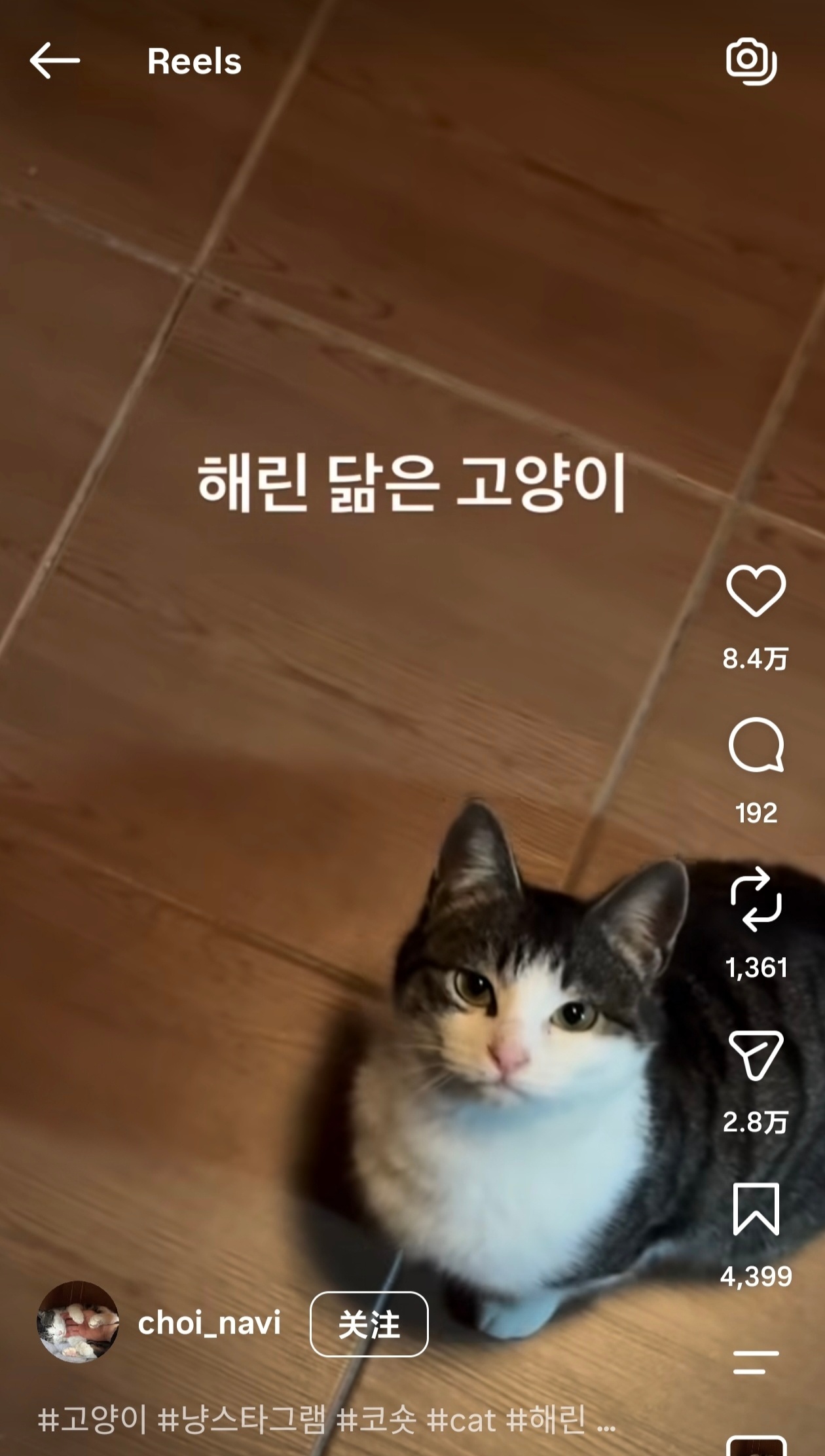 又一个铲屎官说自己家的猫长得像khr“长得像haerin的猫” 
