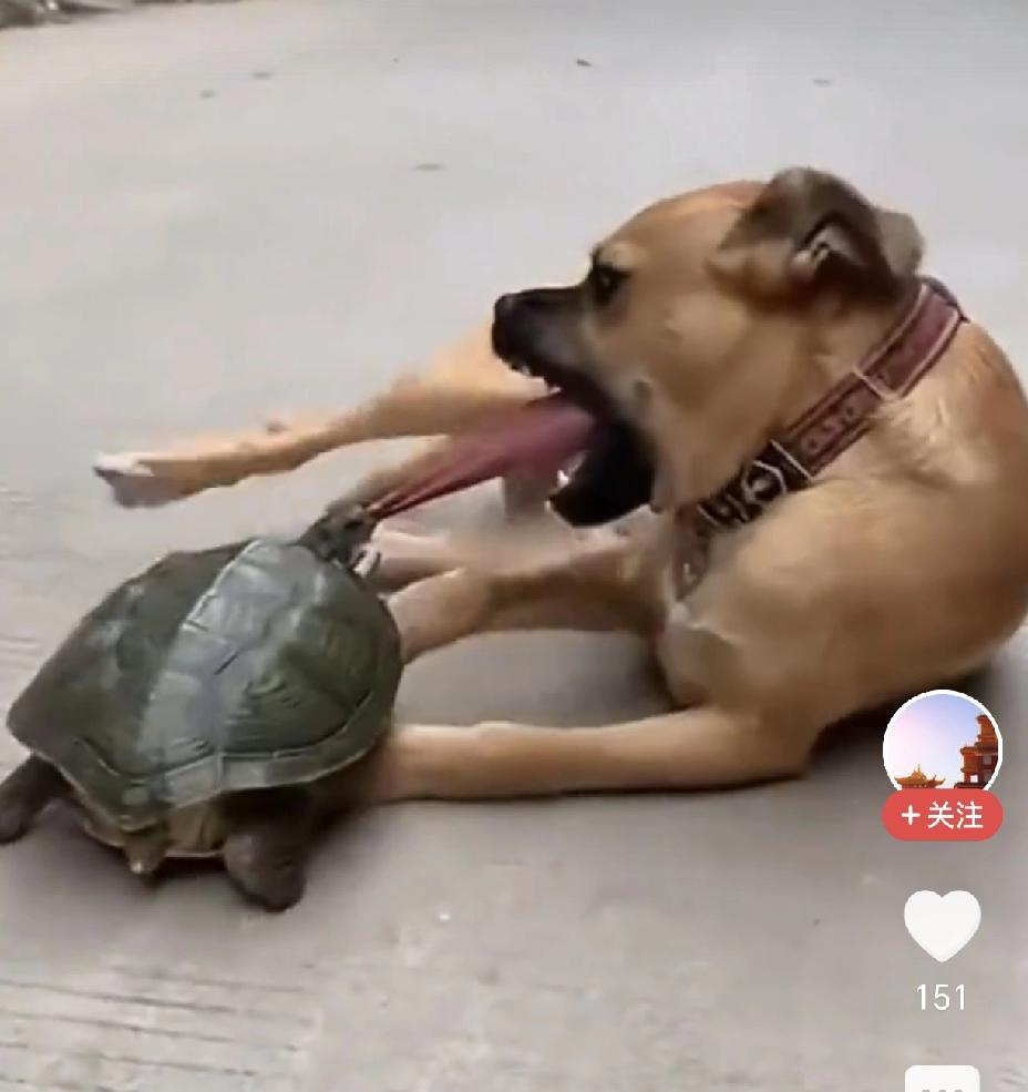我敢保证，以后这条狗看见乌龟，就避而远之，这个教训太惨烈了，简直刻骨铭心！[捂脸
