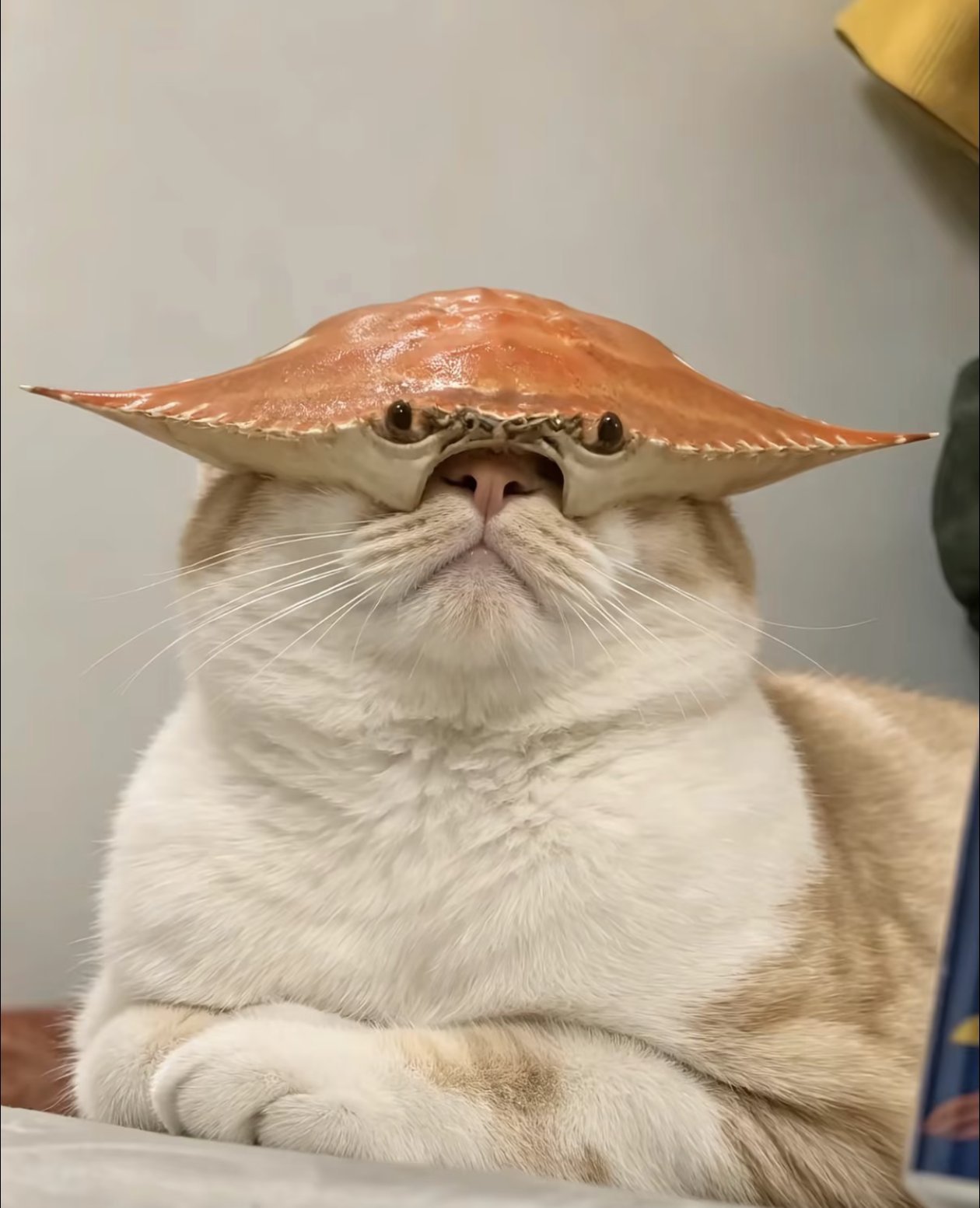 你怎么看世界，取决于你戴了一副什么样的眼镜，知道真相很难 
