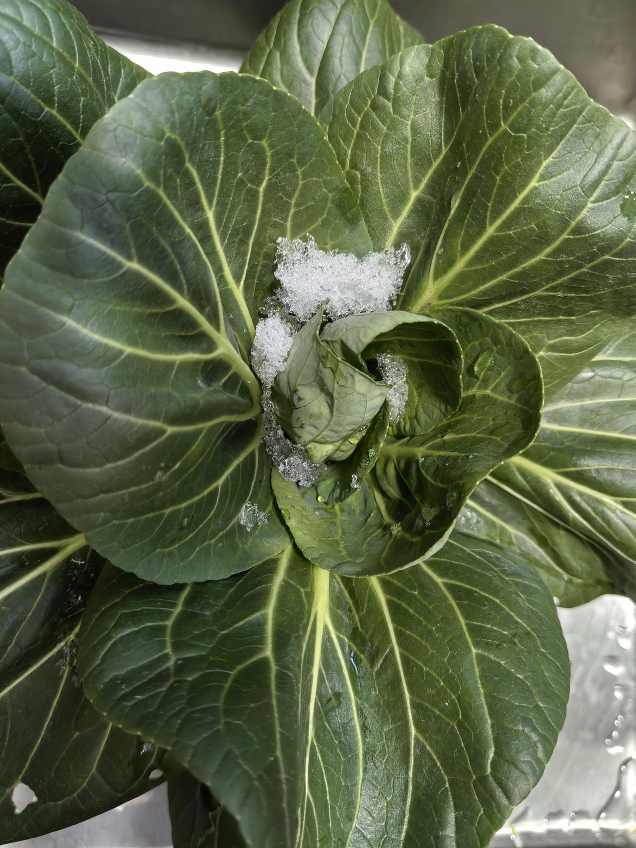 嫁给两个儿子的家庭，那么大儿子婚后婆婆基本不会带娃，因为要出去打工给小儿子攒彩礼