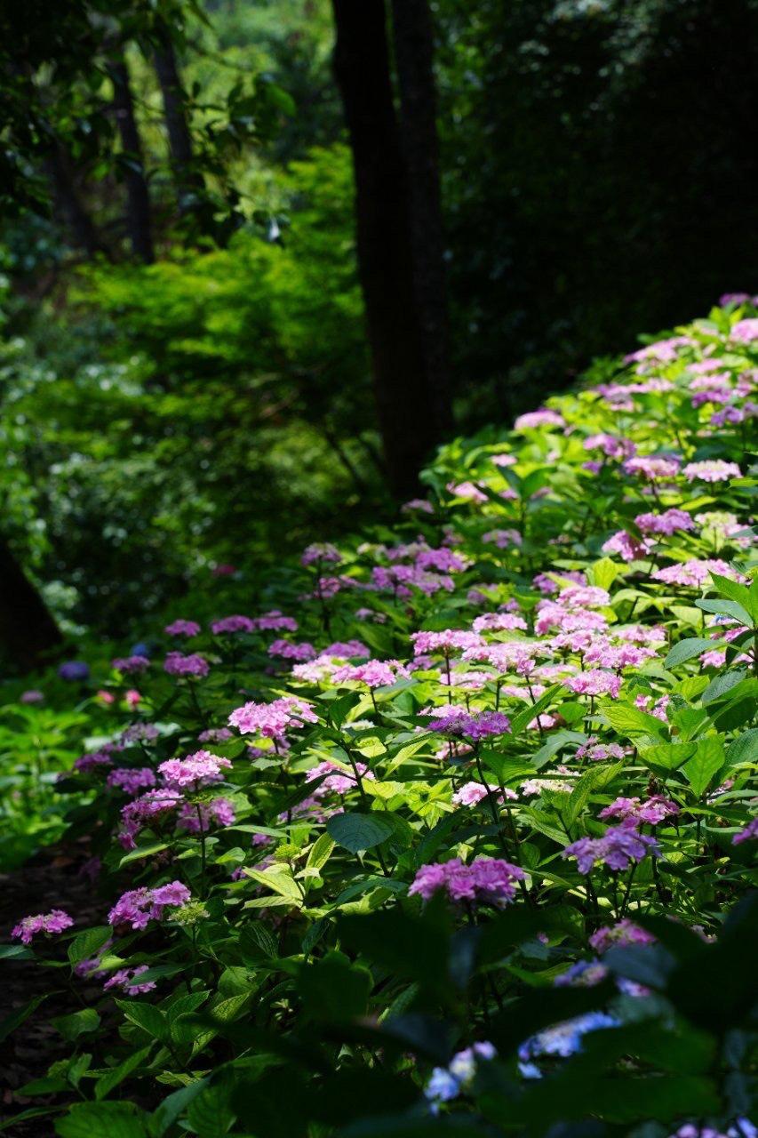 透过阳光花满地……