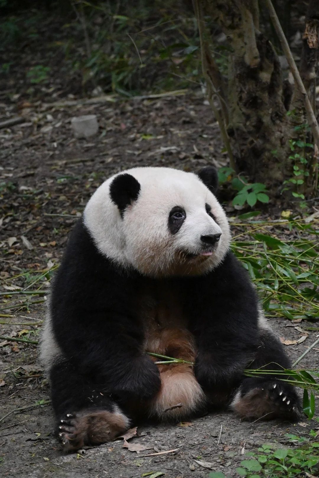 以前发花叶视频或者图片都是开开心心的