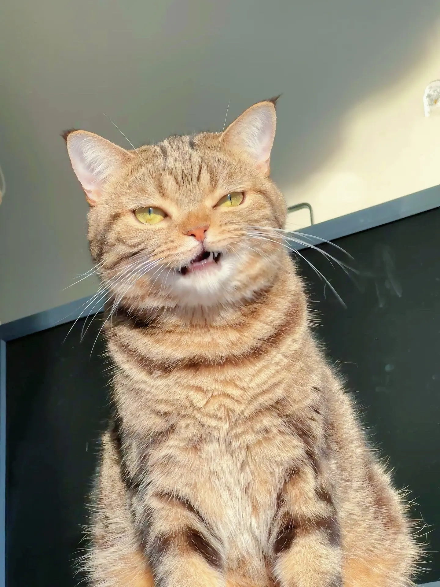 香香软软糯叽叽的小猫咪。我急我先来😉