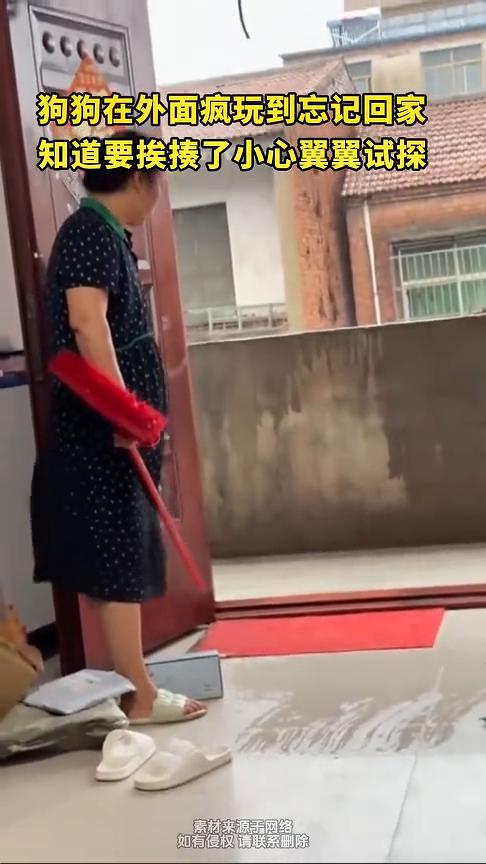 狗狗在外面疯玩到忘记回家，知道要挨揍了，小心翼翼试探。
发布时间：5月29日。网