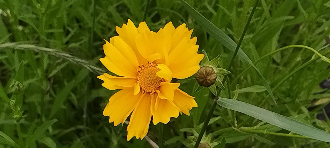 波斯菊开花了，这是最早开花的波斯菊，波斯菊的盛花期是51劳动节。现在这些初绽的花