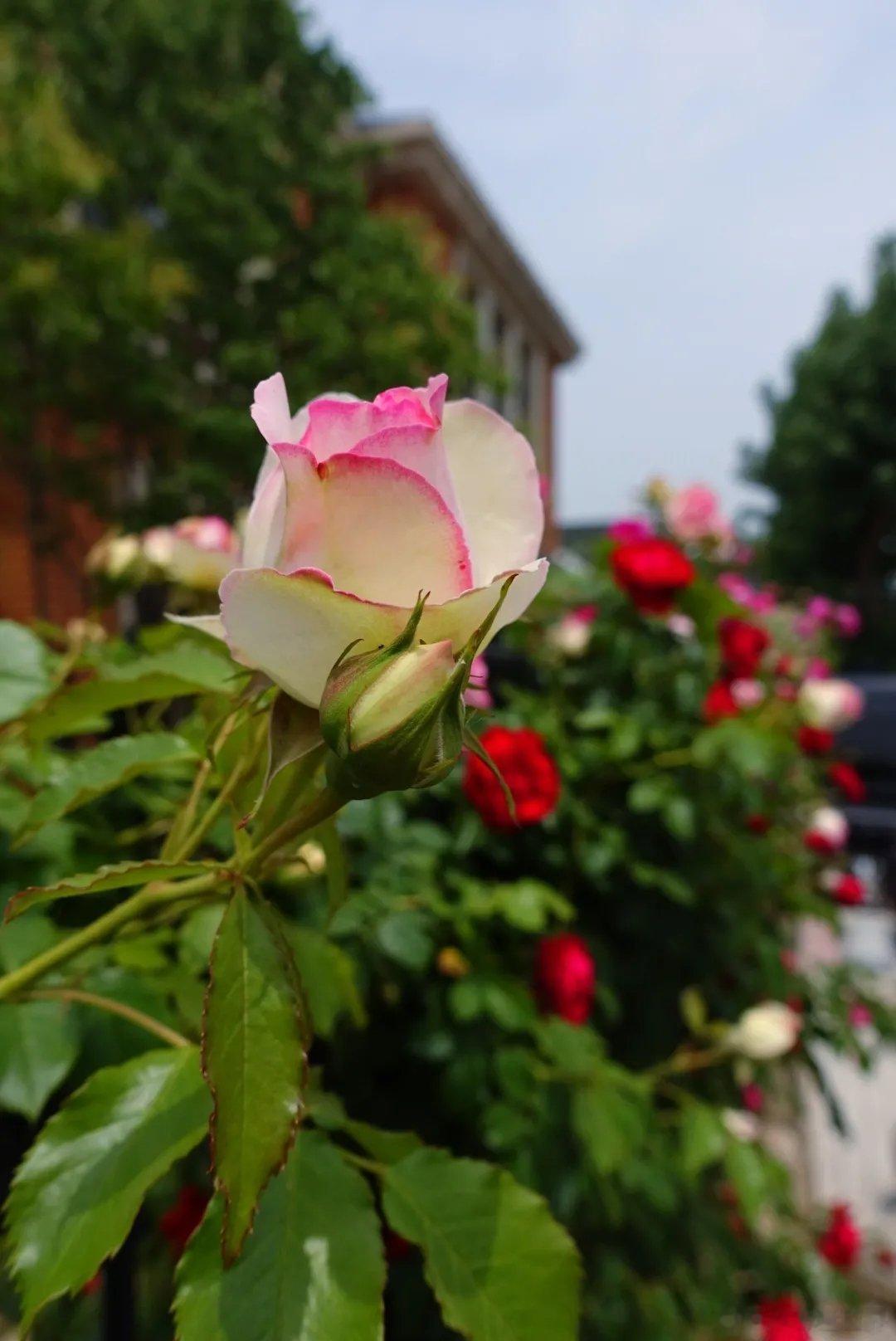 望海街的蔷薇花开啦大连的夏天，是蔷薇花极尽妖娆的季节，各种颜色、各种姿态的蔷薇花