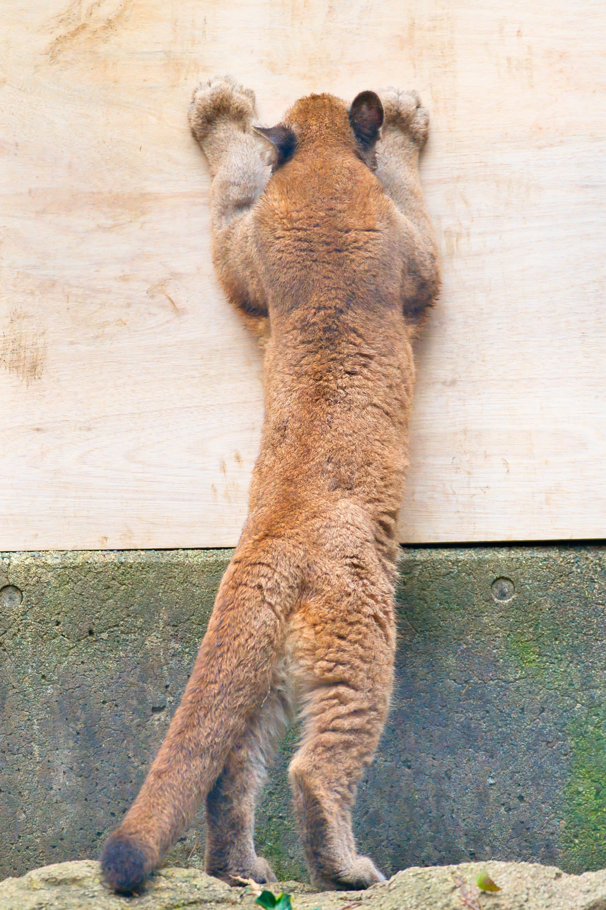 除了虎虎的后背~美洲狮的后背也很好品【推：黒崎十士郎】 