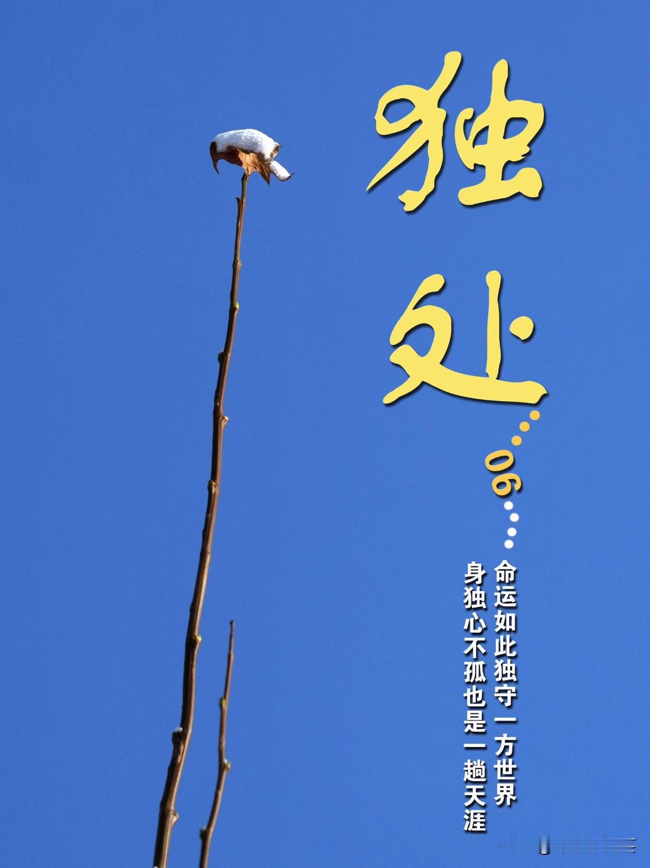 【坷垃随拍～独处06】萧条的景观，少有的相伴，能扛住寂寥中的冬寒，都源自压在心底