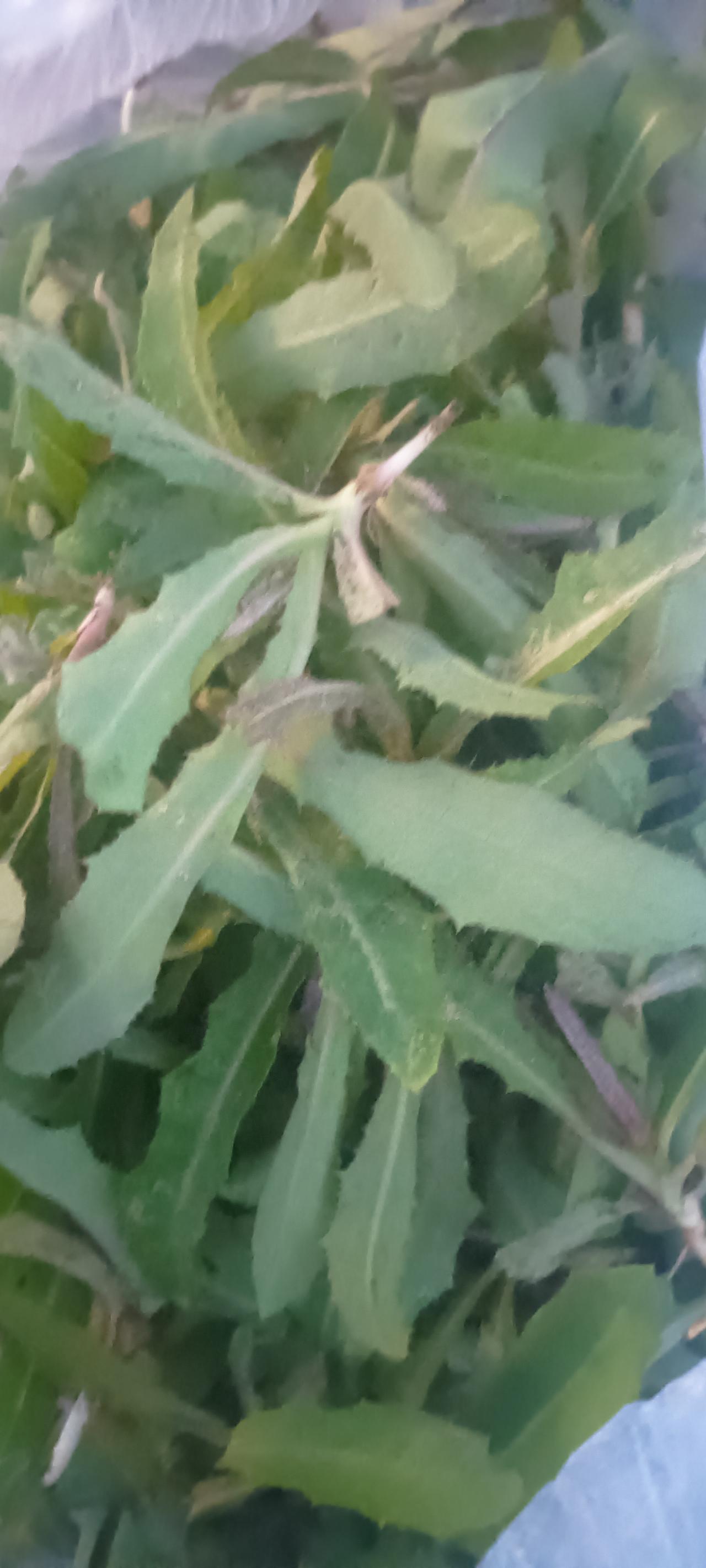 住在农村挺好，最起码能吃点健康绿色的蔬菜。
我本来就是农村人，但现在除了我妹妹，