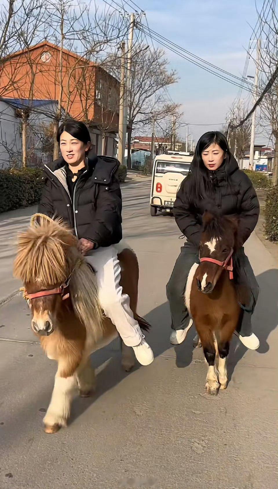 商家称马年矮脚马销量暴涨7成 日养成本两三块，软萌小马超治愈，可爱又省心。出门遛