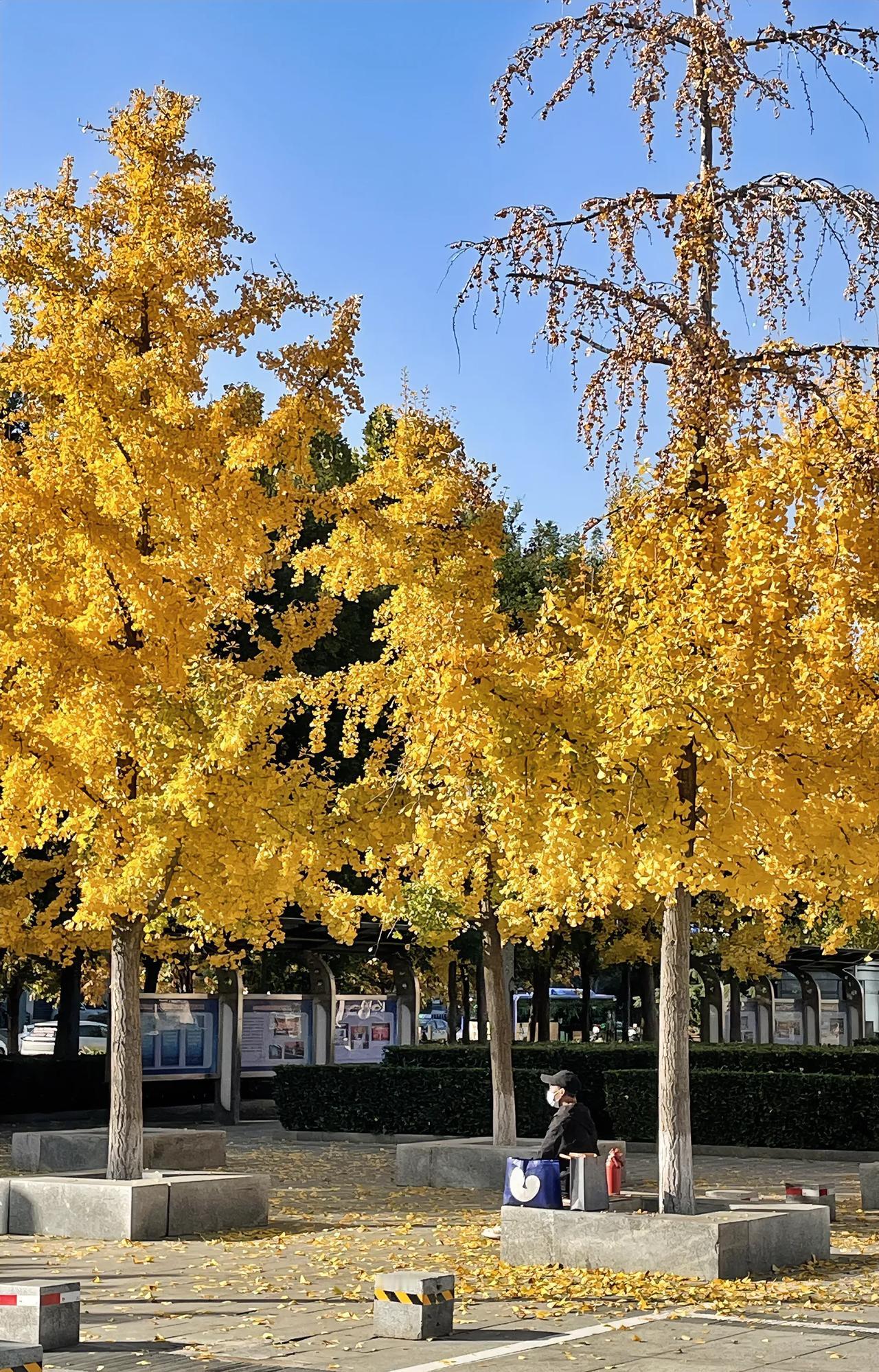 生活日记社会百态 杏无限好，切莫近黄昏。