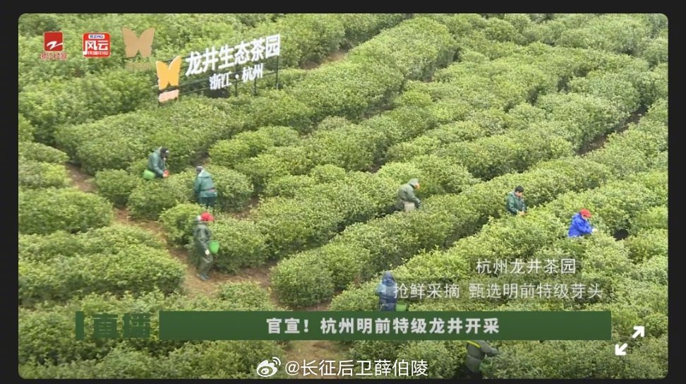 杭州龙井刚开采就被做成了奶茶真的越喝越喜欢这口龙井奶茶，刚开采的杭州龙井就是不一