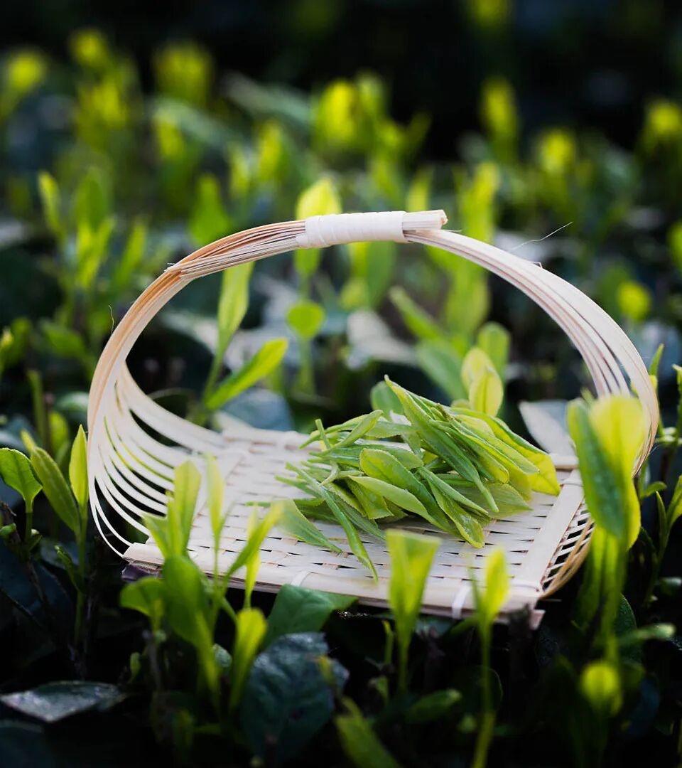 采桑子 · 丙午谷雨

今宵春雨随风至，习习声轻。
欹枕三更，陪我敲诗滴到明。