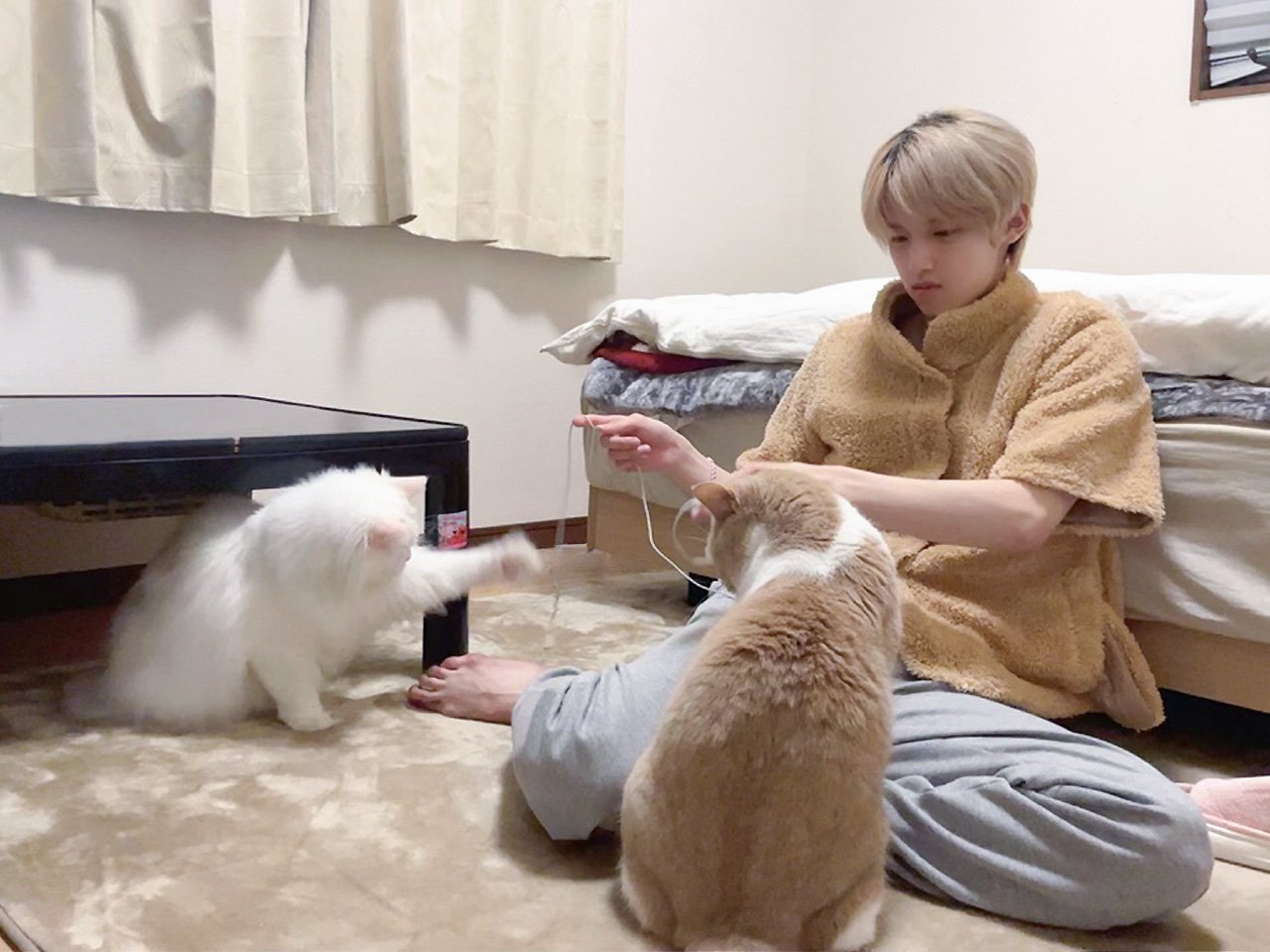 你们当中有三只小猫很可爱 