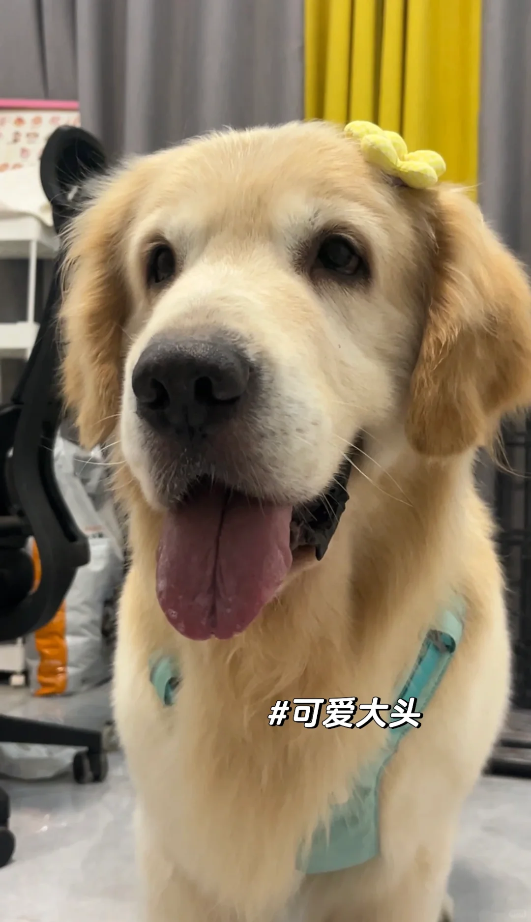 我的小狗