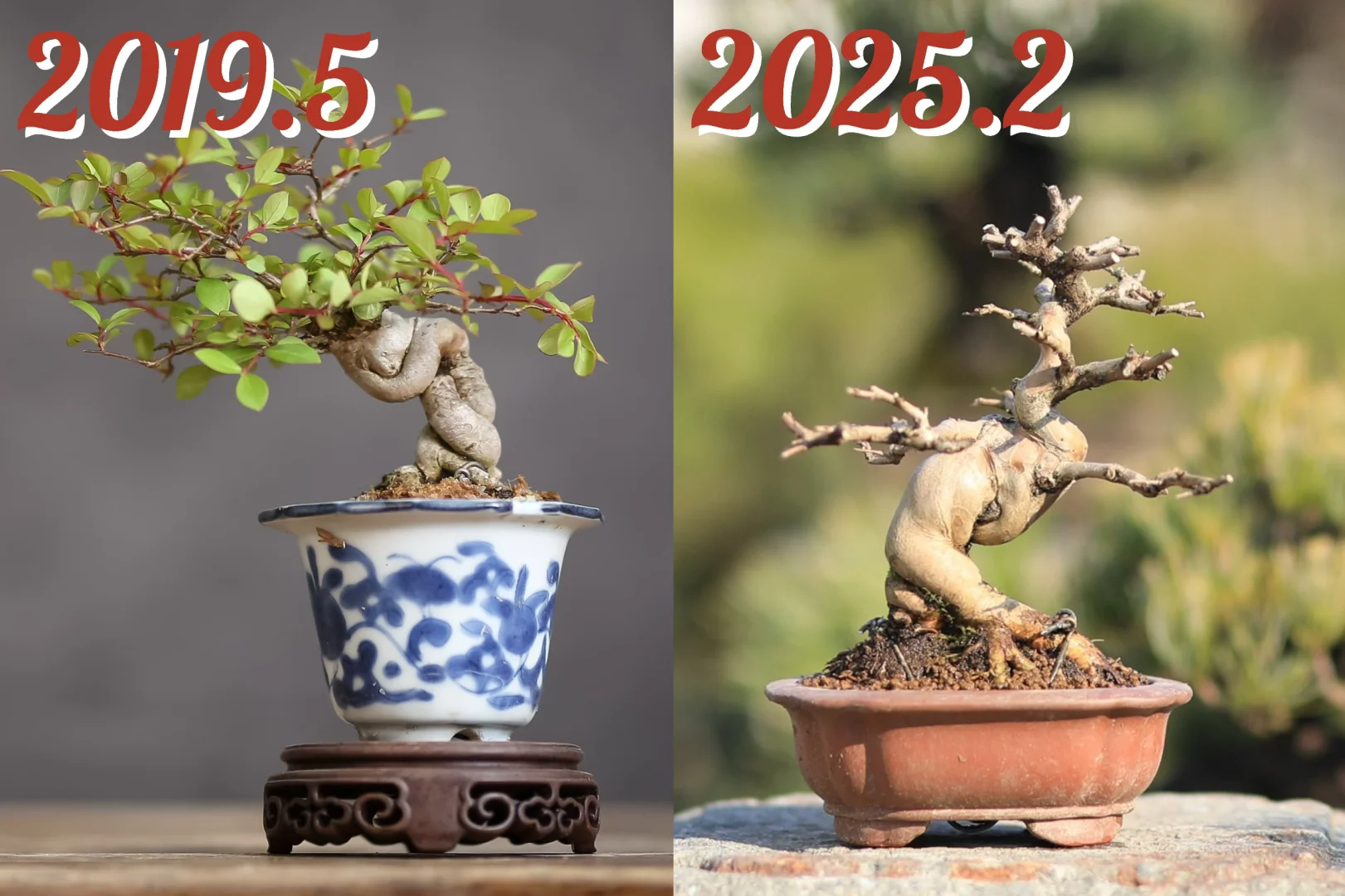啊哦！这居然是同一棵树？？