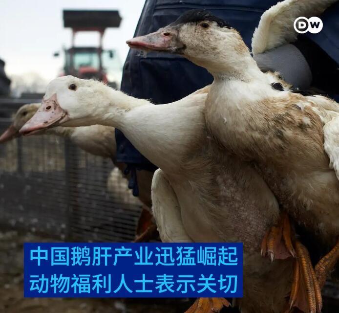 中国将很快超过法国成为全球最大鹅肝生产国，然后呢？然后西方那些“动物保护人士”就