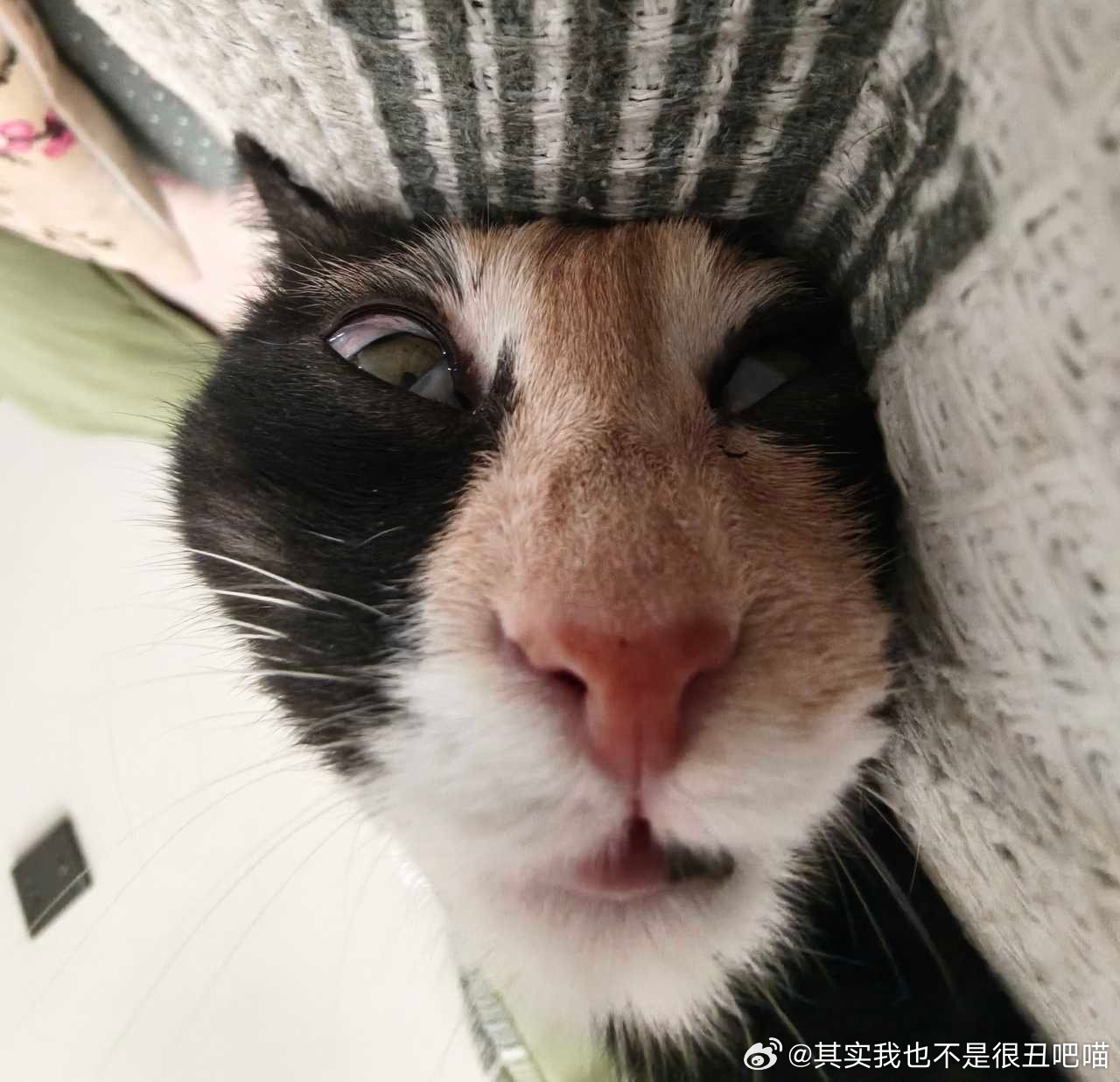 49910【丑猫】你好哇 