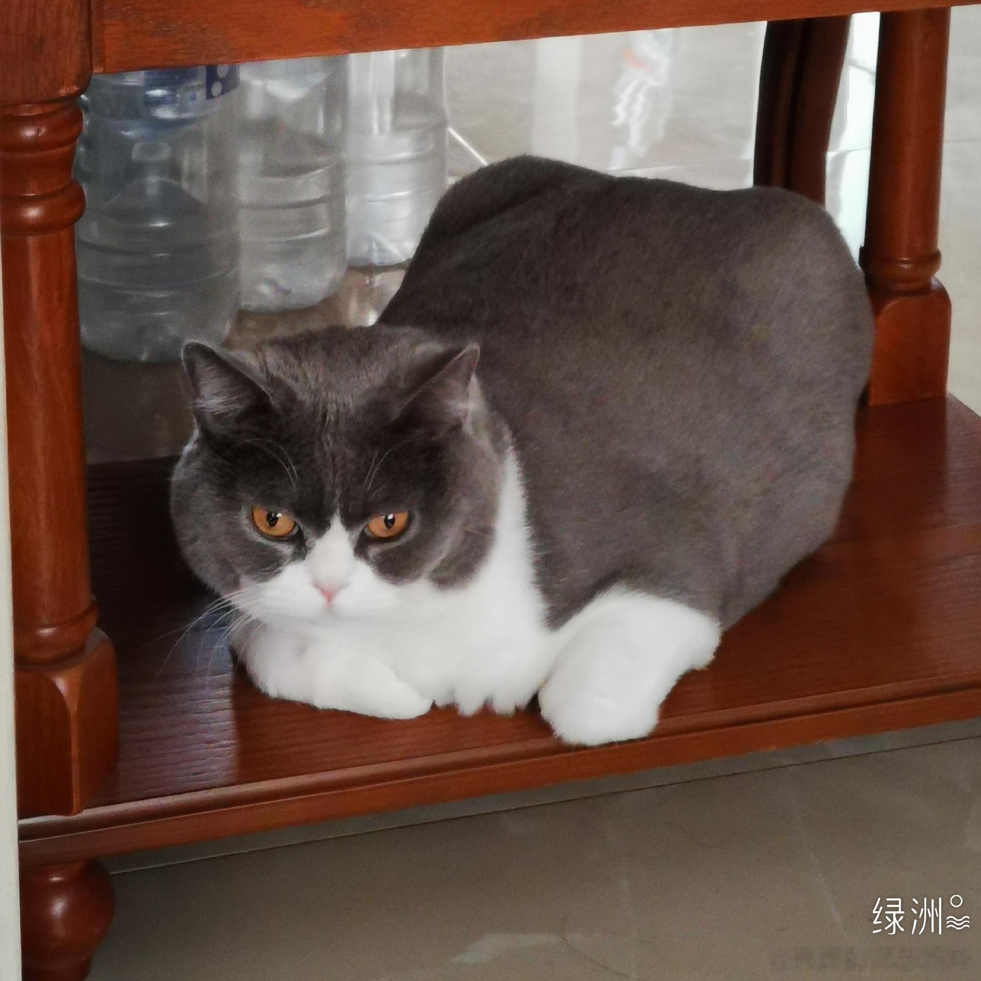 蓝白已经变成了坦克车 绿洲