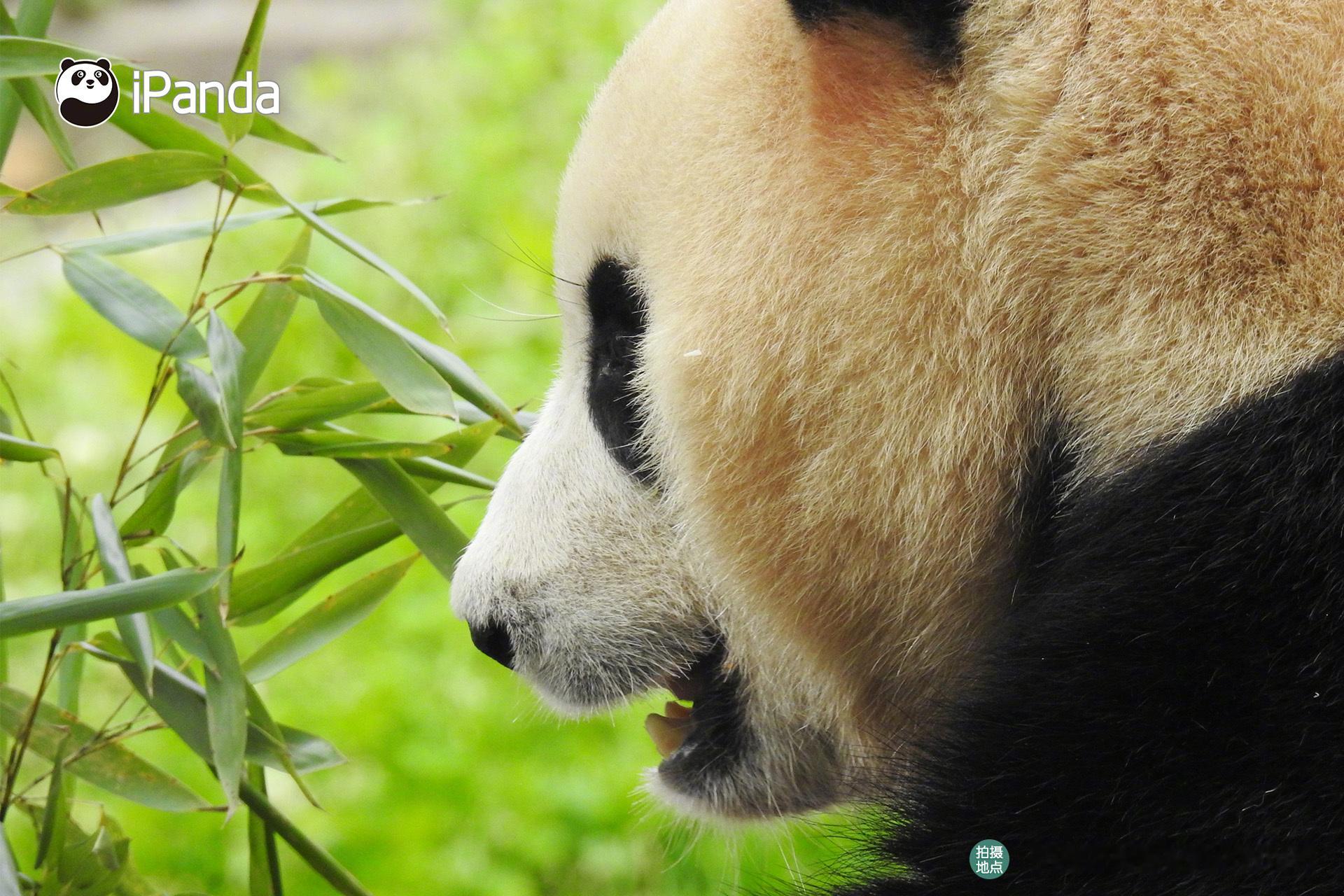 看！是“蜡笔小福”！[开学季][开学季] #iPanda爱胖达# #大熊猫福宝[