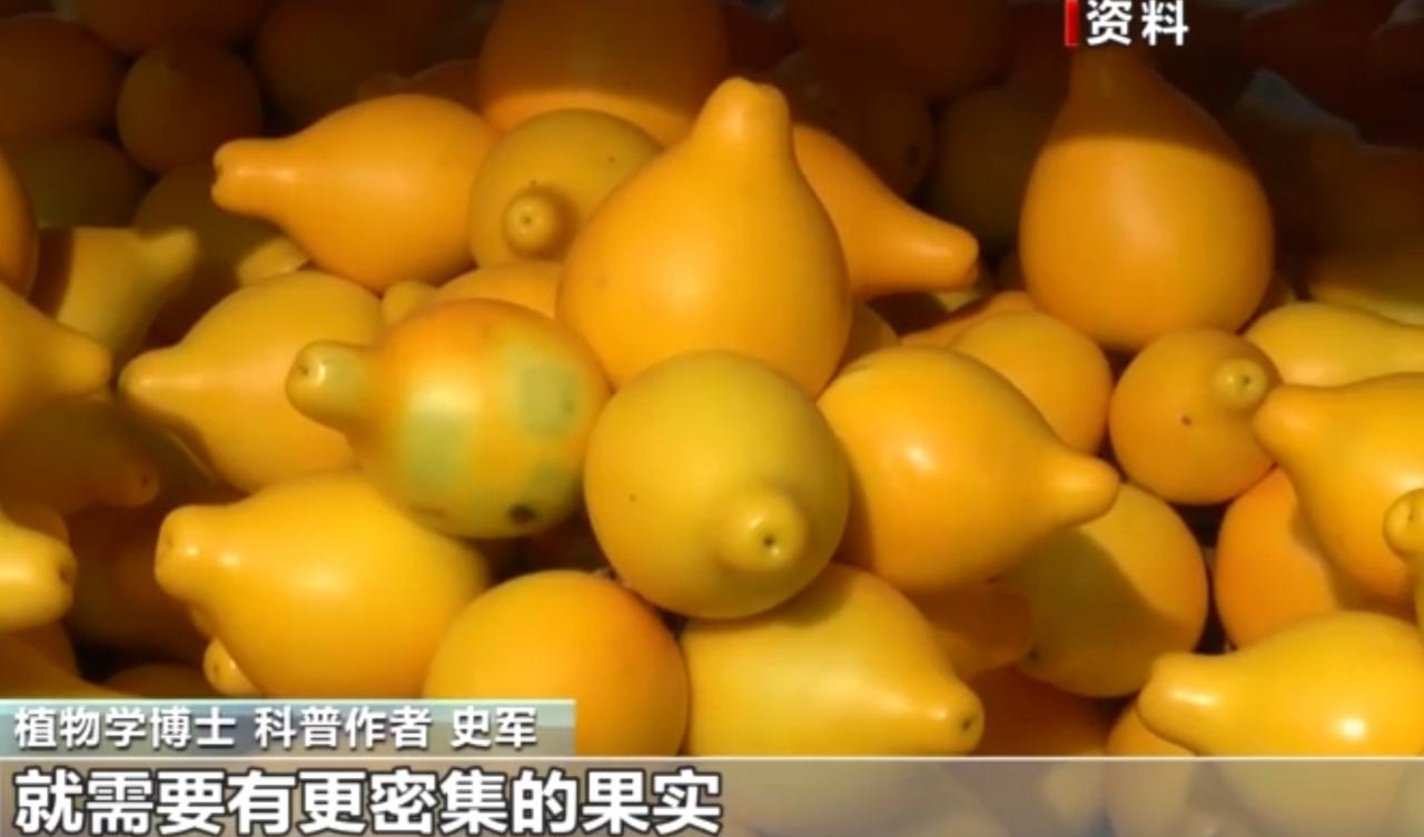 花市里金灿灿的“黄金果”，其实是乳茄，也叫五代同堂果。它的果实造型奇特，成熟后金