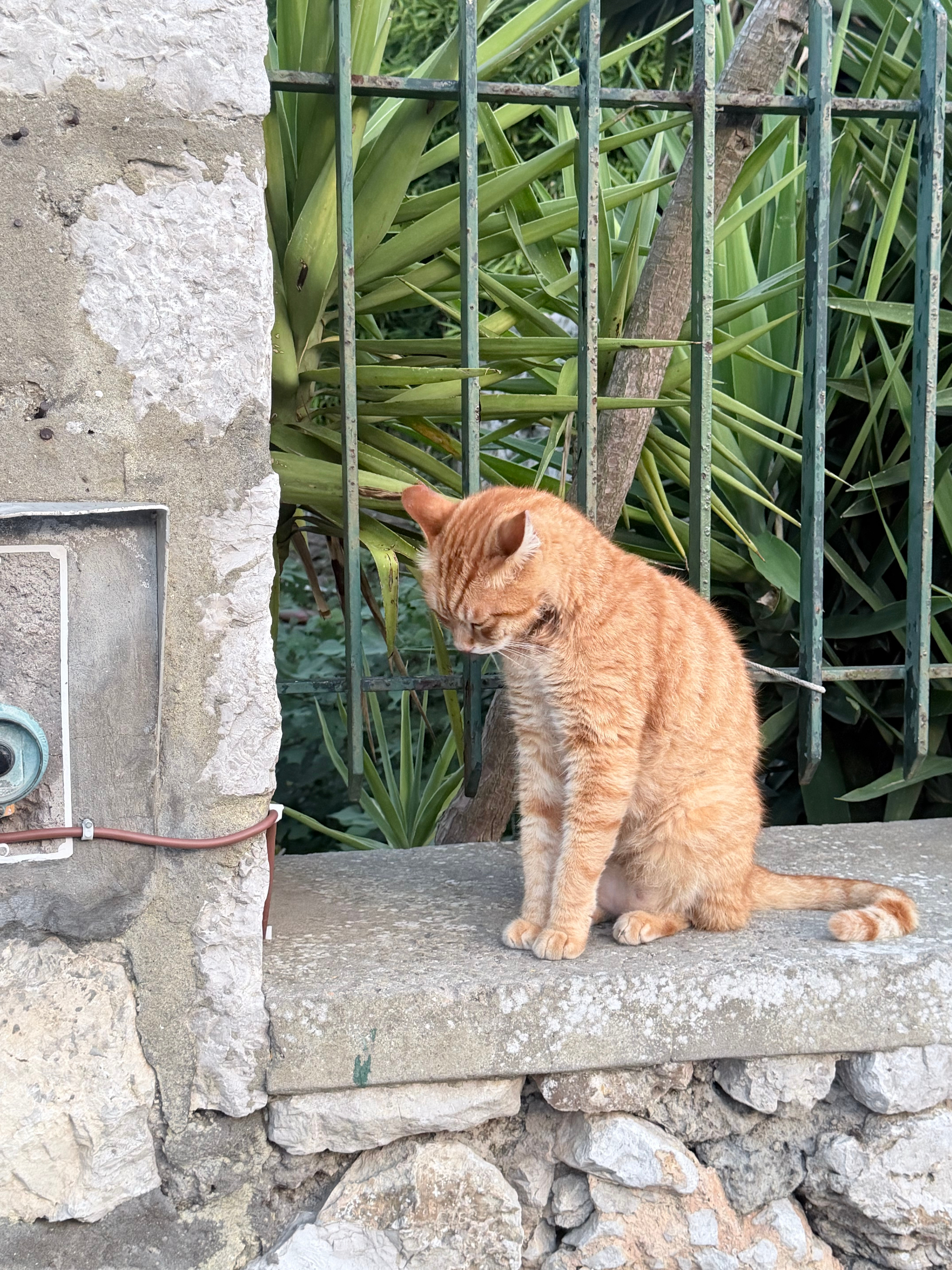 🐈 