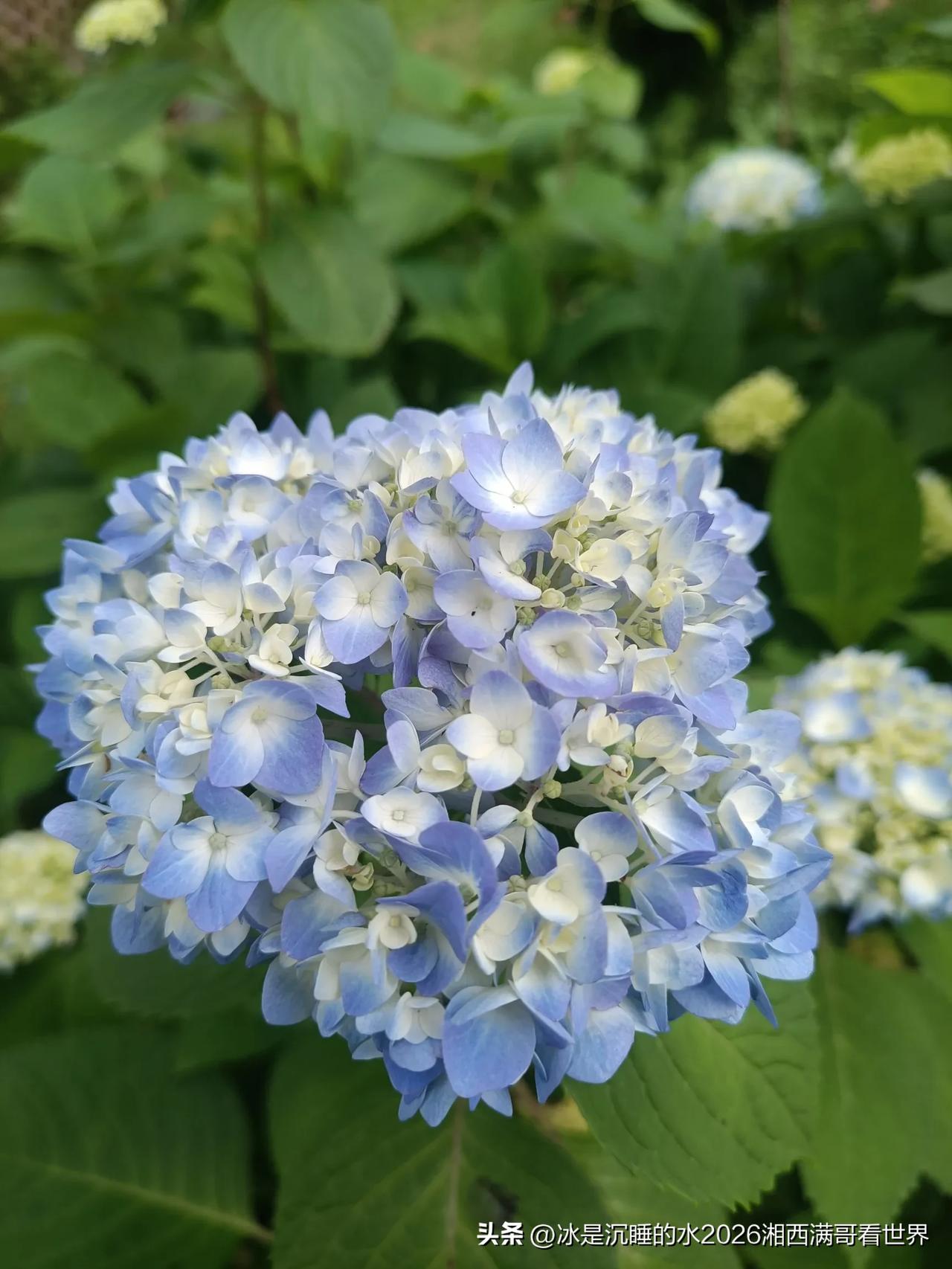优雅的绣球花真的让人心情愉快。