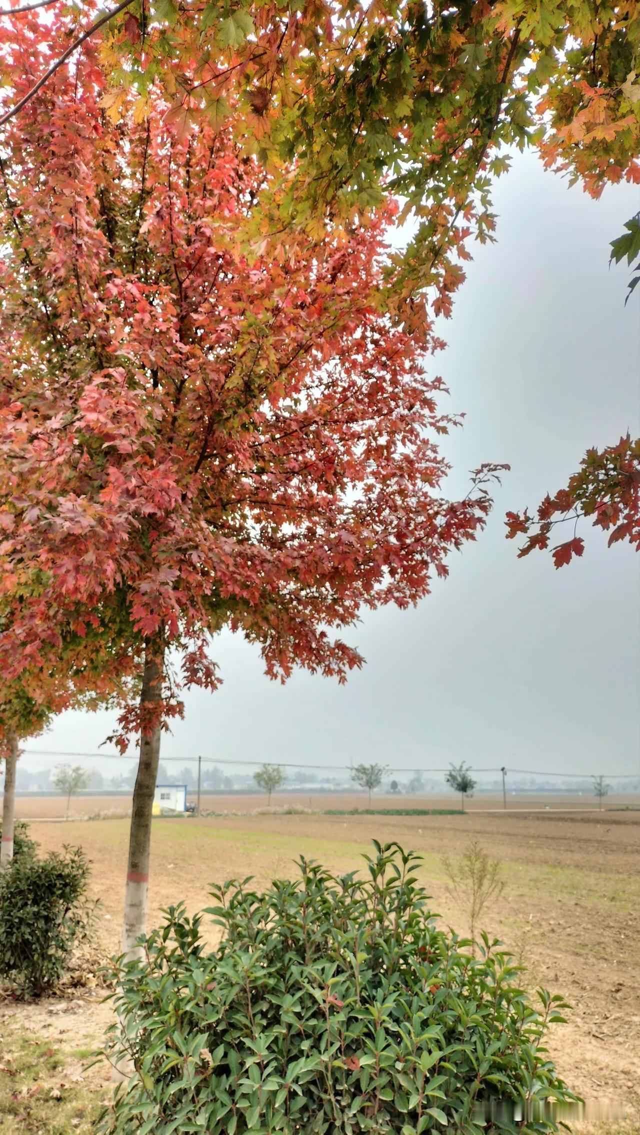 #可以分享一张秋景树叶照片吗#

红色是基调，绿色、黄色是点缀，已是深秋，枫树毫