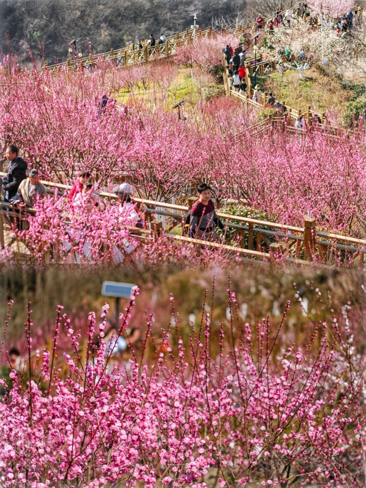 | 宁陕子午梅苑春日赏梅全攻略 🌸
📍 子午梅苑位于安康市宁陕县梅子镇安坪村