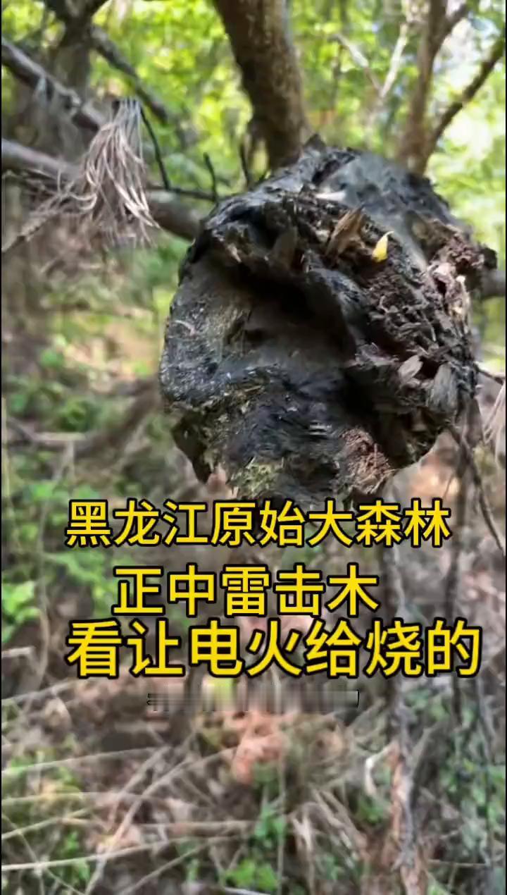 黑龙江原始大森林正中雷击木。
正宗的雷击木，看看这家伙大，你看这电火烧的，看这糊