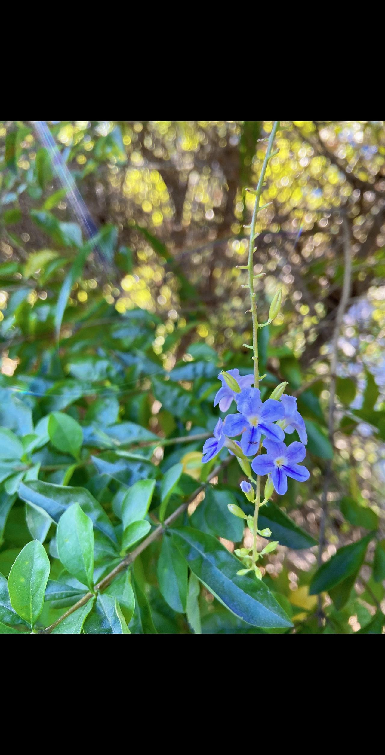 一枝独秀